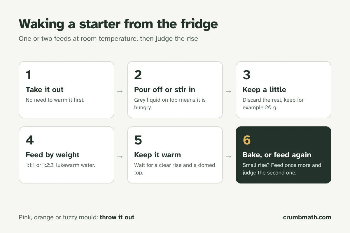 Diagram of the steps to revive a refrigerated sourdough starter: take it out, discard, feed, keep it warm, wait for the peak, then bake or return it to the fridge